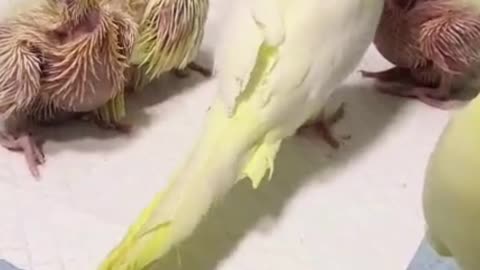 Bird Feeding Babies | Baby Chicks Enjoying With Mama