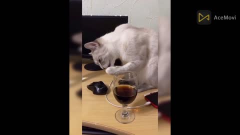 Funny Cats Video