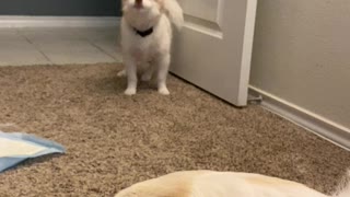 Cute pomsky trying to steal his big brother’s cookies.