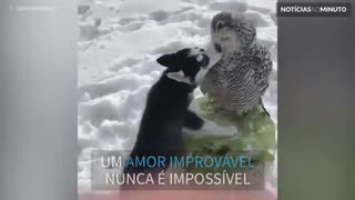 A história de amor entre um cão e uma coruja