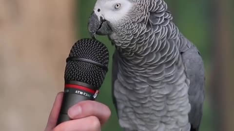 Talking Parrot and bird