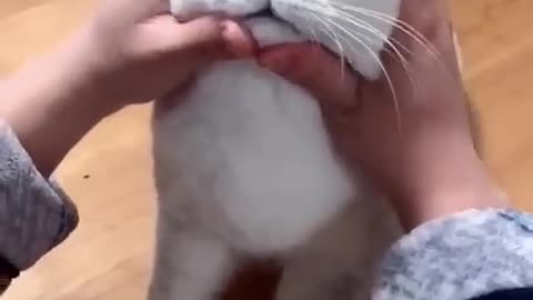Most satisfying funny cat