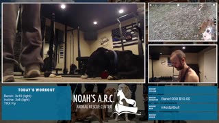 Gym Session w/Piper Pup [Week 4] - Chest // Animal Rescue Stream :)