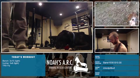 Gym Session w/Piper Pup [Week 4] - Chest // Animal Rescue Stream :)