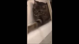 Funny animals - Funny cats _ dogs - Funny animal videos 2023 - Part 3