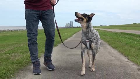 how to train dog not to pull on leash when walking dog training dog academy