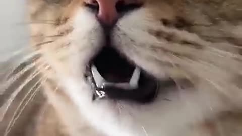 Kitten Meowing to attract cats.