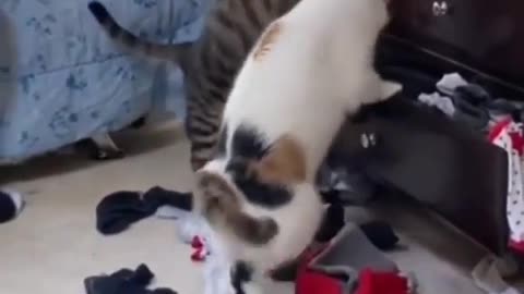 We are cats and we like to make a mess.