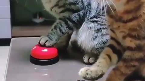 Funny cat Ringing