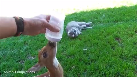 So lovely it shows how they care their baby Deer