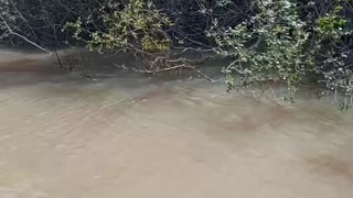 Fishermen Give a Lift to a River Monkey