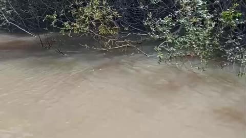 Fishermen Give a Lift to a River Monkey