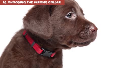 12 Harmful Things You Do to Your Dog Without Realizing It