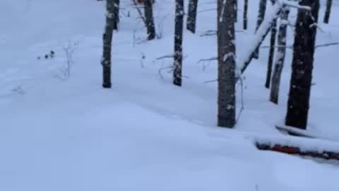 GSD loves the snow