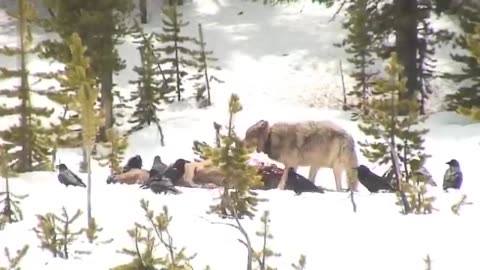 Wolf and Crows Munch on Elk in Yellowstone