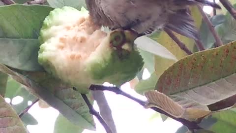 Birds are fight to each other for Eating a Guava