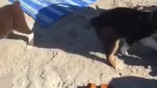 Puppies is digging in sand and one falls in hole