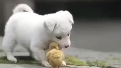 Cute baby dog and Chicken playing #dogs #pets #dog