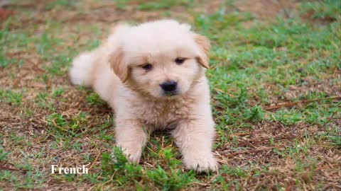 World Top Five Cutest Dogs