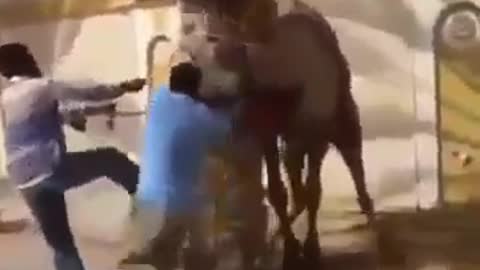 Camel Force #Funny Videos - The Best Videos of Whatsapp 2021 - Pra Morrer de Laugh