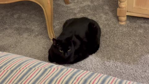 Adopting a Cat from a Shelter Vlog - Cute Precious Piper is a Pretty Perfect Carpet Loaf