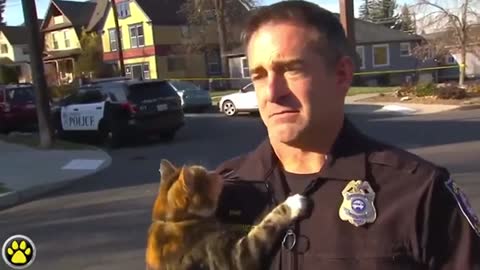 Cat jumps at police officer during interview