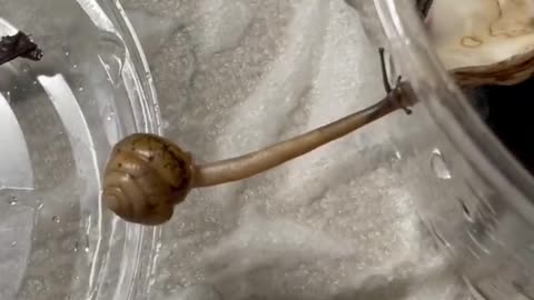 The way this snail bridges the gap.
