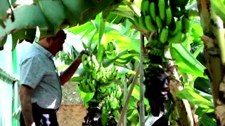Cloned banana plants thrive in Basra