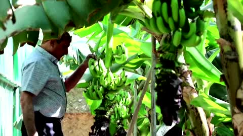 Cloned banana plants thrive in Basra