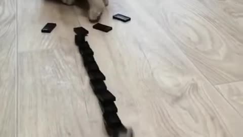 OMG cute cat domino reaction