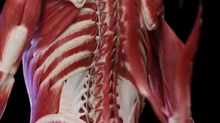 Muscles inside your back
