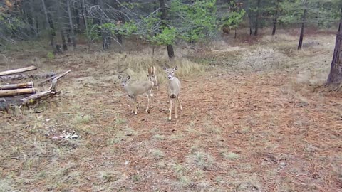 Deer spooked by drone