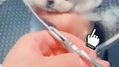 Cute dog hair cut| dog videos