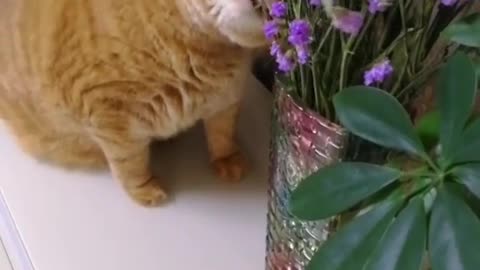 FunnyCatsToday，Funny Cat You Might Never See Before, part84