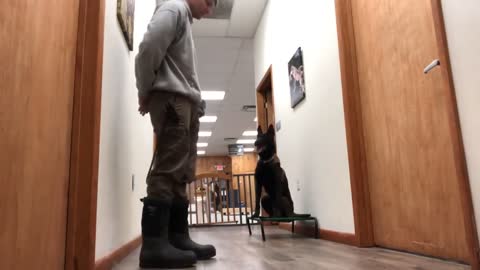 Learn How Easily 8 Month Puppy Get The Training Worth Watching!