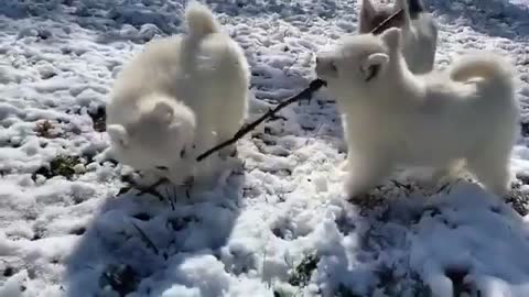 Husky puppies fighting over a stick