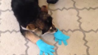 Pup with muddy paws uses gloves