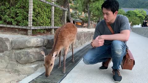Japan Travel-Miyajima Deers are so friendly!