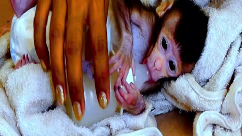 Adorable Newborn baby monkey - Adorable Monkeys #001