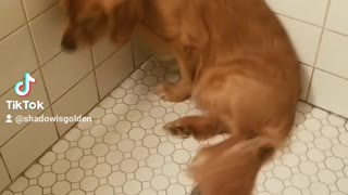 Golden Retriever glares at owner once he gets in the shower...