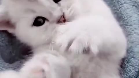 Cute cat's Life Cat baby shorts videos