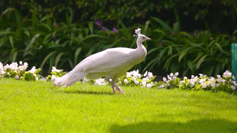 white peafowl and peachick outdoor birds on the lawn summer