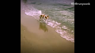 Music slow motion video of white and brown dog running through water at beach