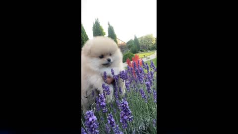 🐕Cute dog 🐶dogy video😘bady dogs🙏fany dog video🙋‍♂️#babydog