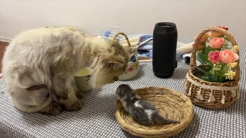 The kitten had close contact with his younger siblings for the first time