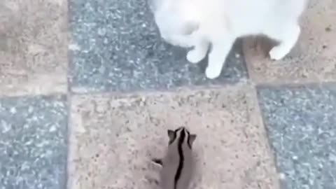 Surprise attack. Funny and clever animals. Nature.