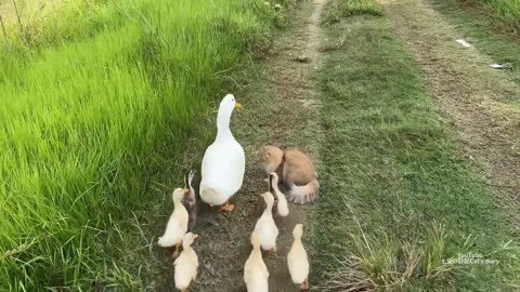 Cats & duck friendship