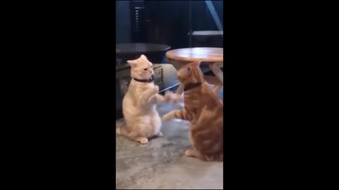 funny cats and dogs videos funniest animal videos Part 7