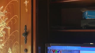 Huge Bee Hive Discovered Inside Cabinet