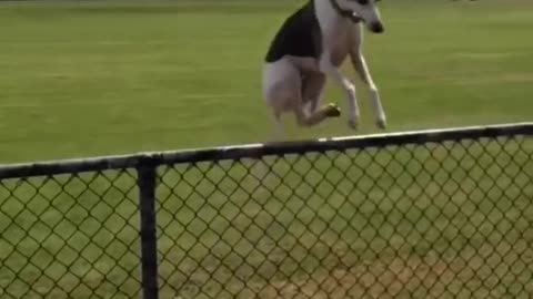 Funny Dogs Jumping & Leaping - Some Fails